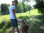 Guest with fawn
